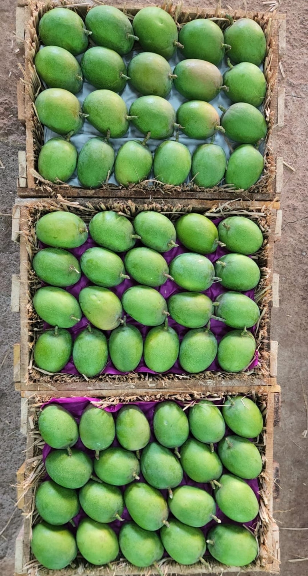 Mango Cart