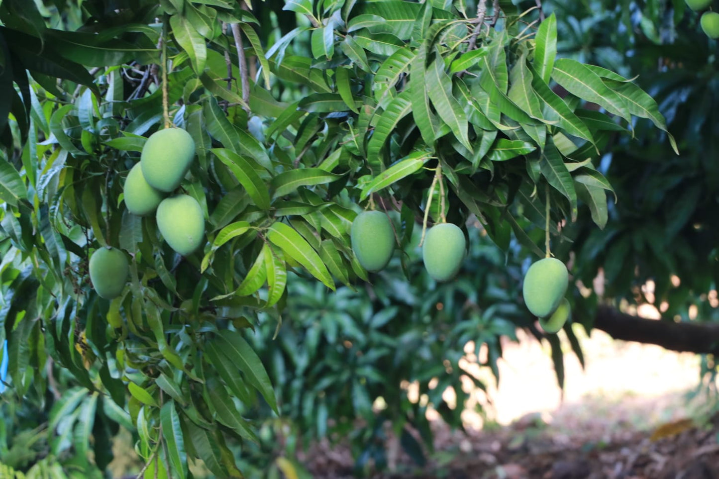 Ratnagiri Alphonso Mango (170 - 200 Gms)