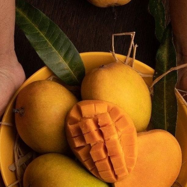 Ratnagiri Alphonso Mango (170 - 200 Gms)