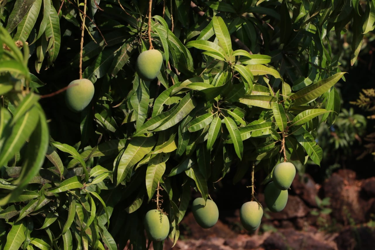 Ratnagiri Alphonso Mango - Organic