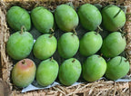 Green Mangoes (unripe)