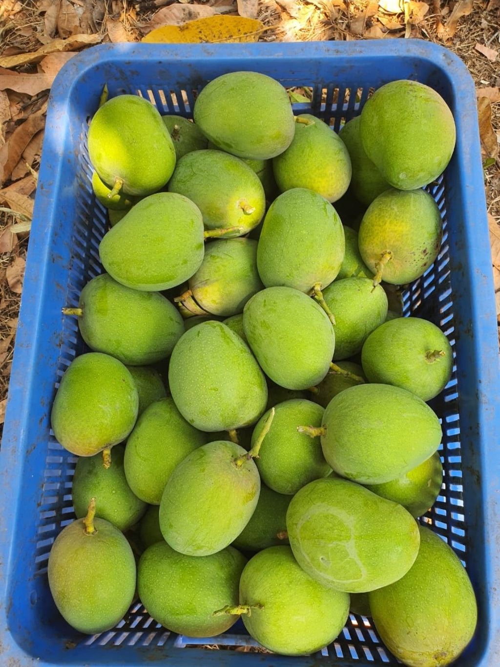 Alphonso Mangoes